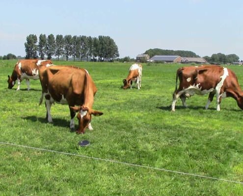 proeftuin veenweiden - koeien