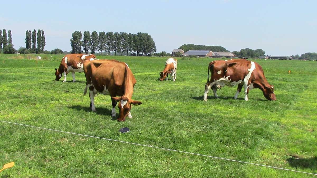 proeftuin veenweiden - koeien