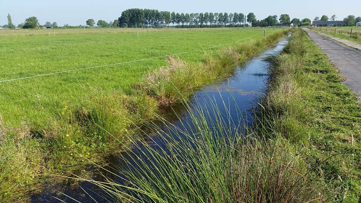 Proeftuin Veenweiden - sloot