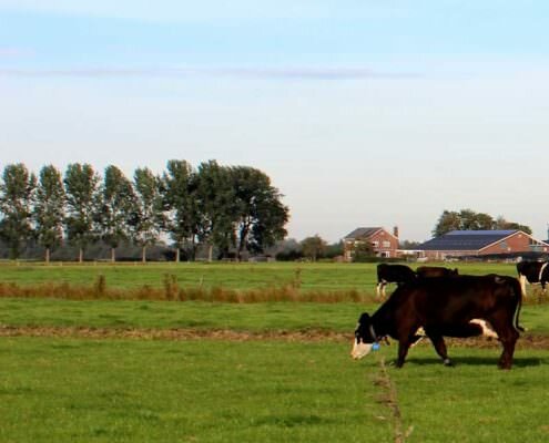 Proeftuin Veenweiden grasland