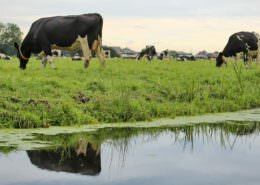 Proeftuin Veenweiden bodembeheer
