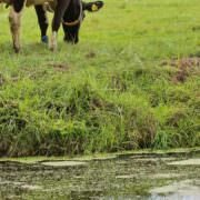 gras in het veenweidegebied
