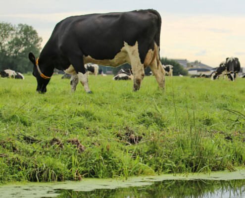 Proeftuin Veenweiden