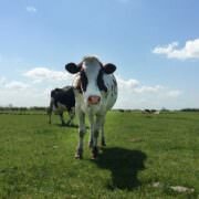 Met Kurzrasen eerder weidegang