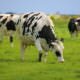 melkveehouderij op veen