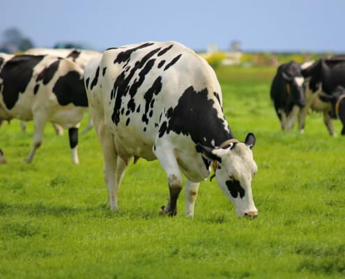 Vers gras eten