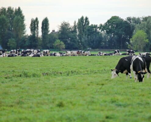 Proeftuin Veenweiden