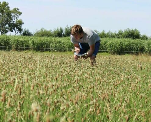 Smalle weegbree produceert 3x zoveel onder droogte